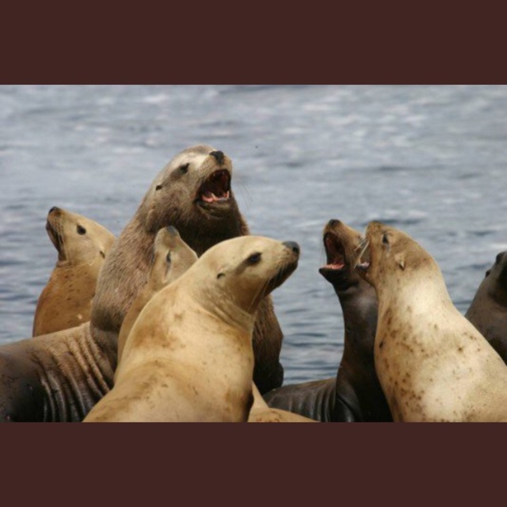 Meet your Posher, Vee